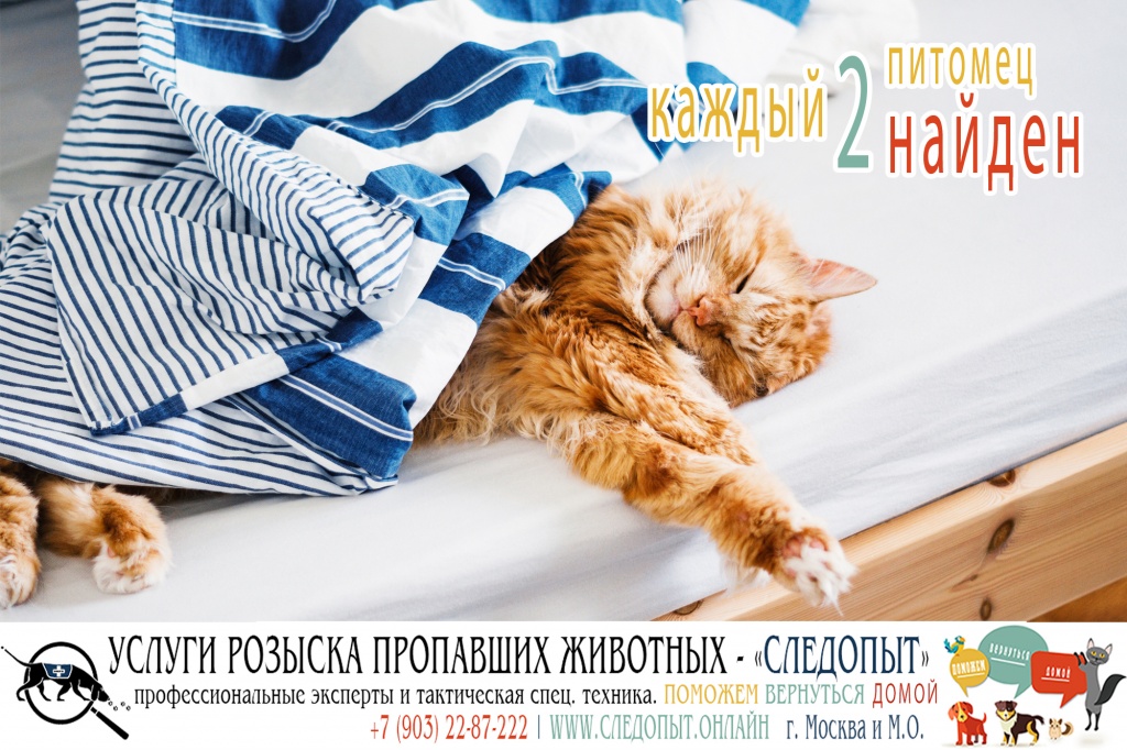 Поиск пропавших животных Поиск пропавших животных