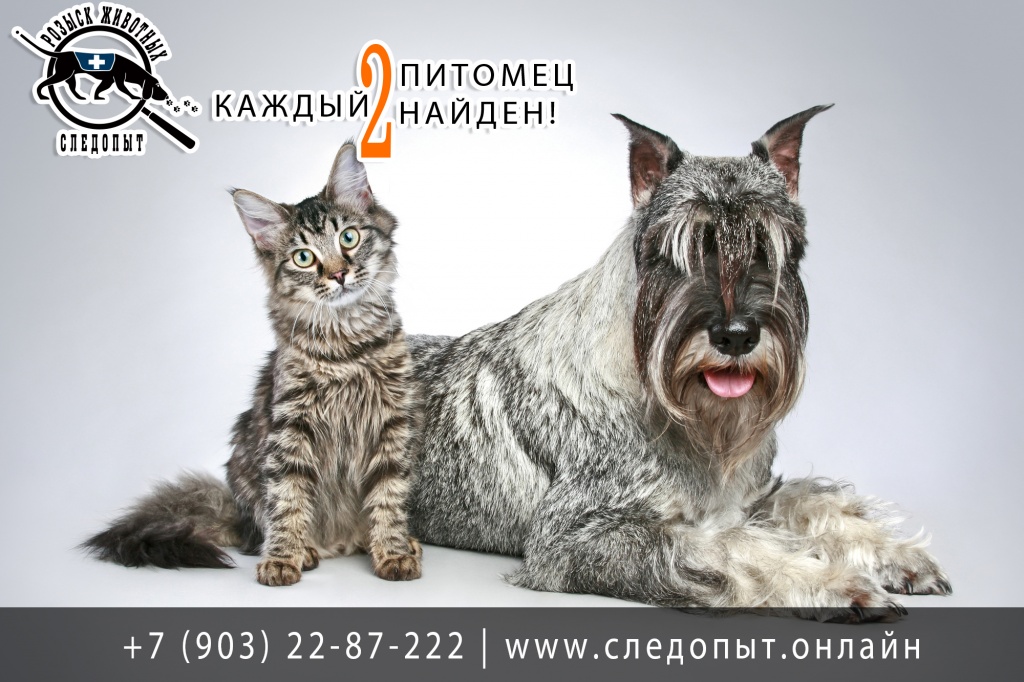 Услуги по поиску животных Услуги по поиску животных