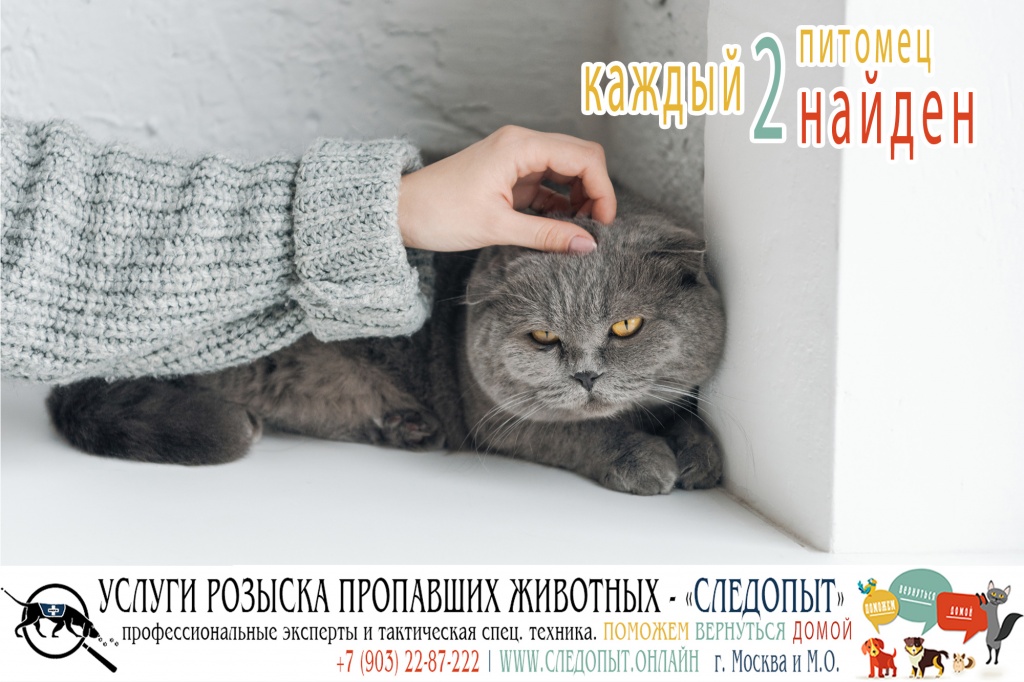 Поиск пропавших животных Поиск пропавших животных