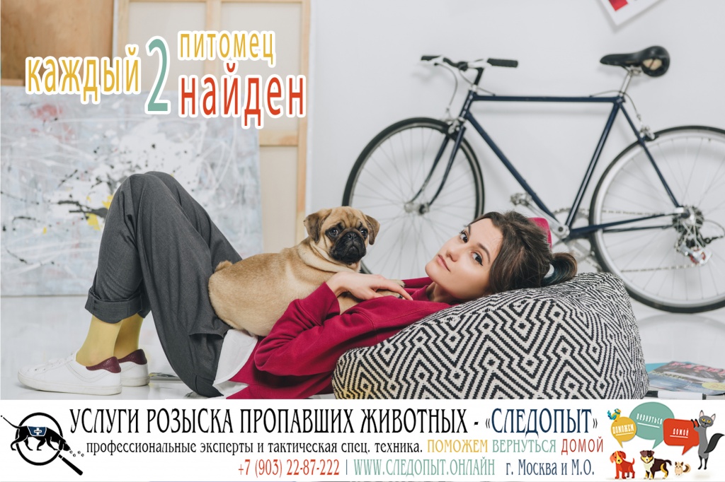 Поиск пропавших животных Поиск пропавших животных