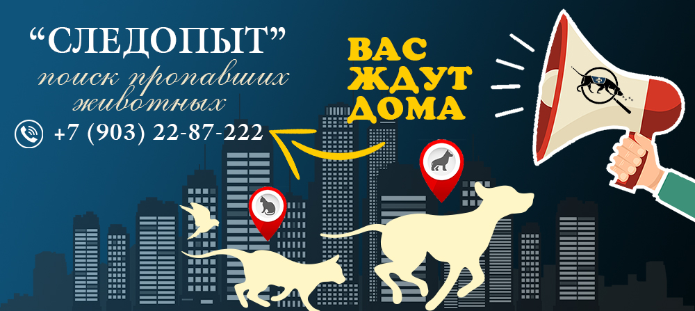 Поиск пропавших животных в Москве