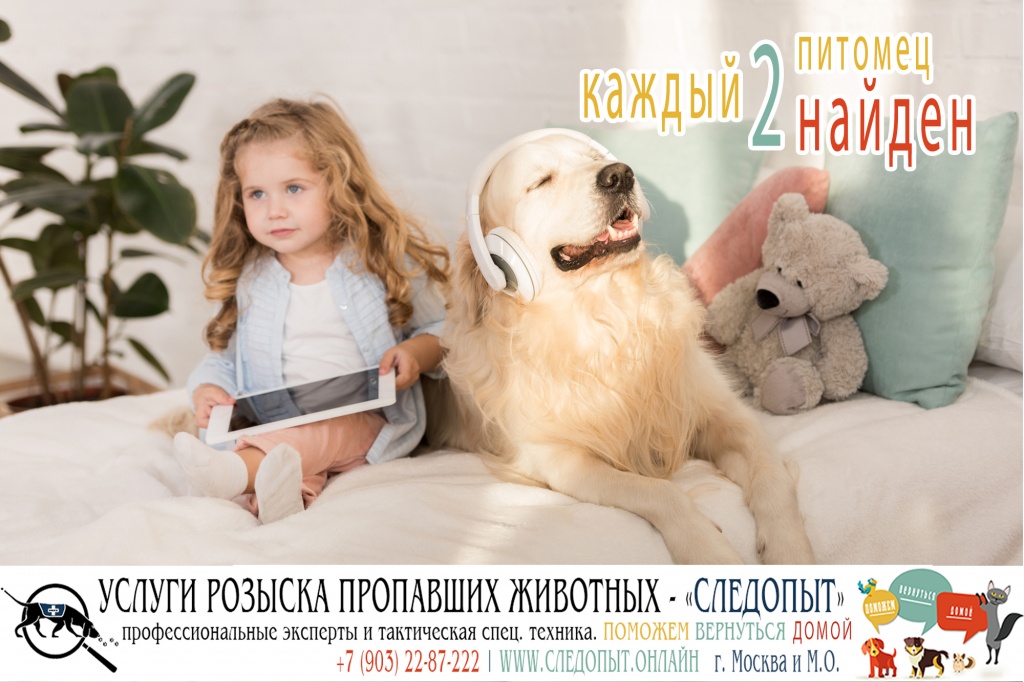 Поиск пропавших животных Поиск пропавших животных
