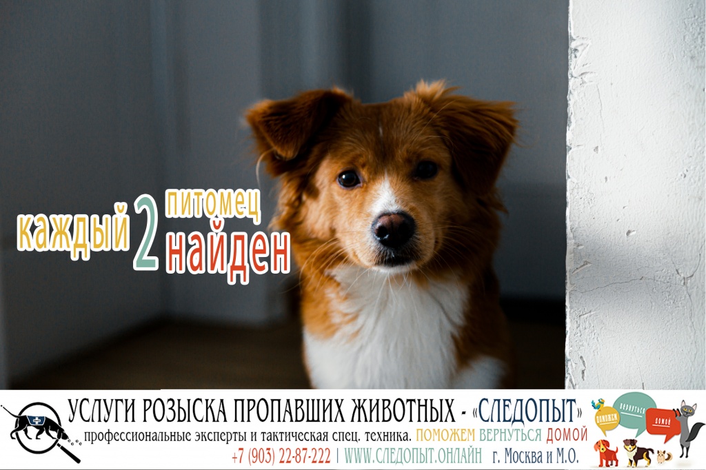 Поиск пропавших животных Поиск пропавших животных