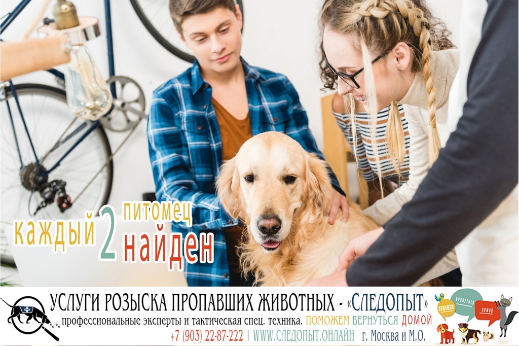 Поиск пропавших животных Поиск пропавших животных