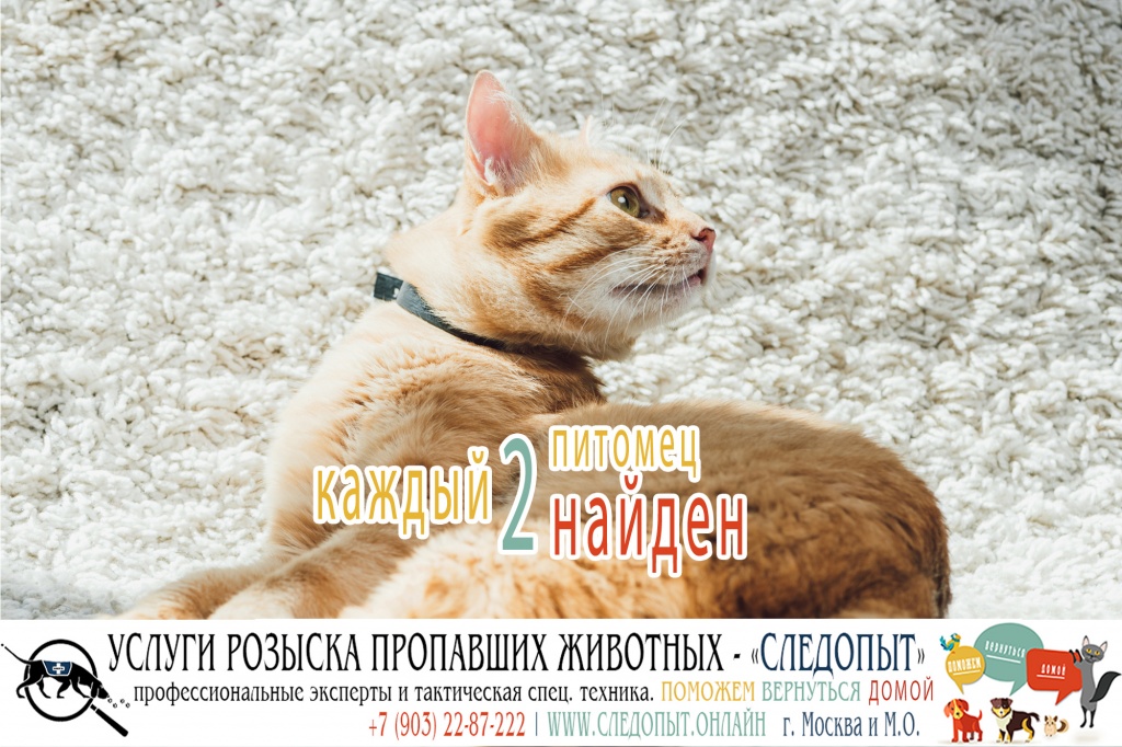 Поиск пропавших животных Поиск пропавших животных
