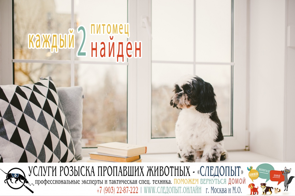 Поиск пропавших животных Поиск пропавших животных