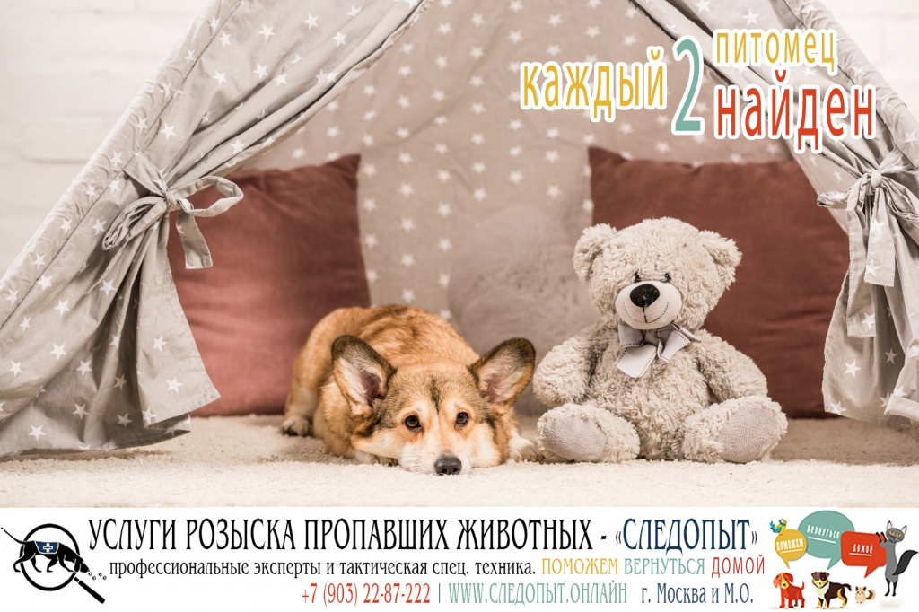 Поиск пропавших животных Поиск пропавших животных